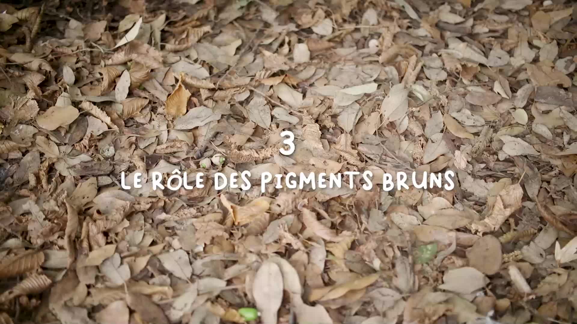 Le recyclage des feuilles des arbres