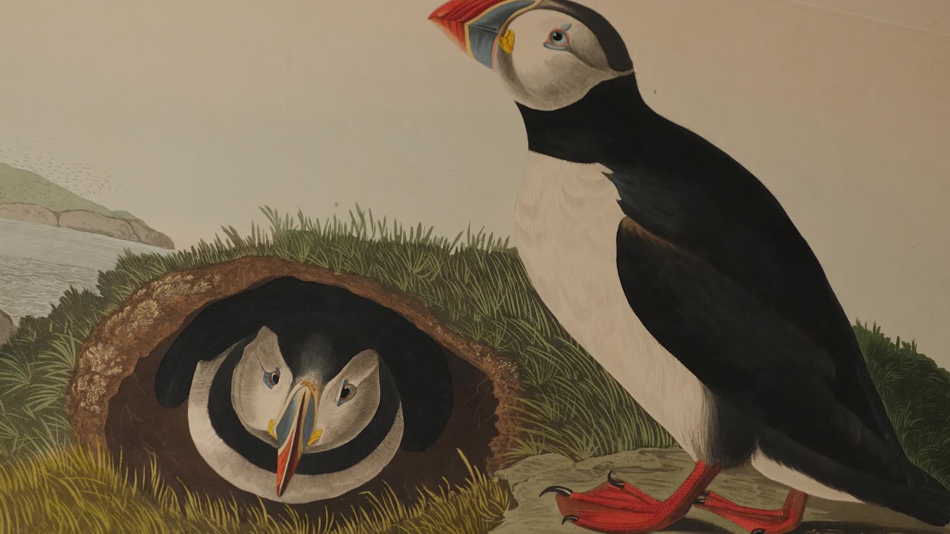 2.4.3a. Jean-Jacques Audubon et Les Oiseaux d’Amérique (Birds of America) : introduction (3 mn)