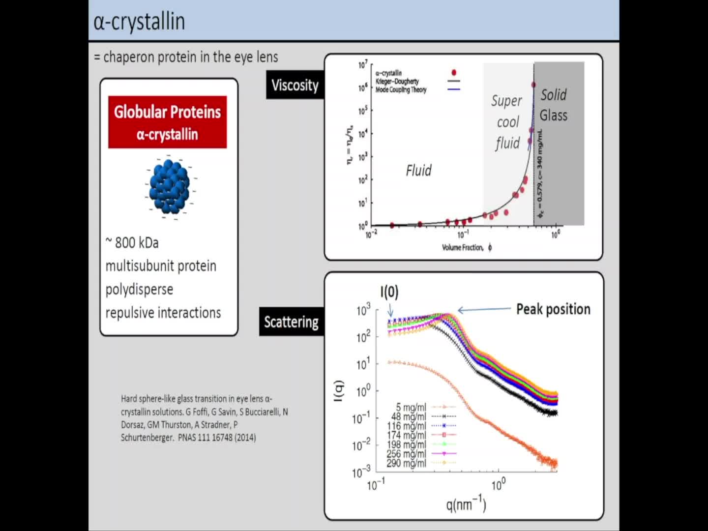 Making amorphous solids with proteins, a scattering perspective 