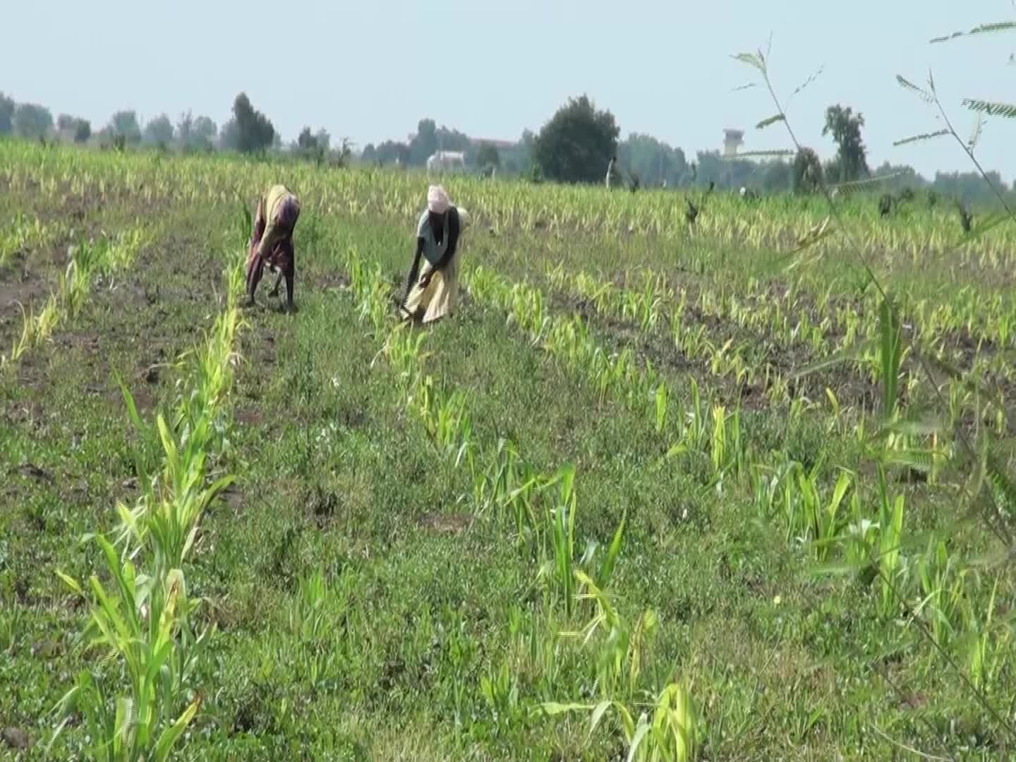 Le sorgho de saison sèche au Cameroun