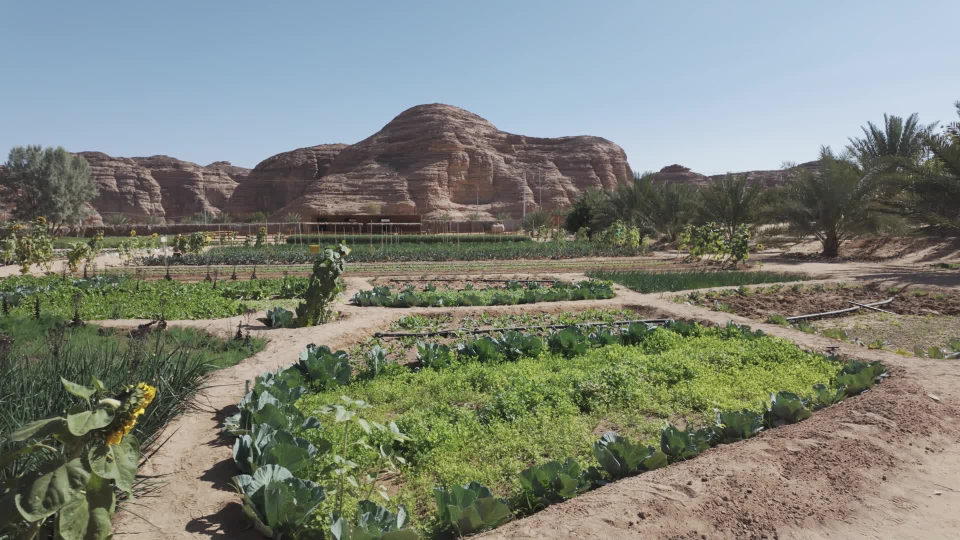 LEAlULA The linguitic ecology of an evolving oasis