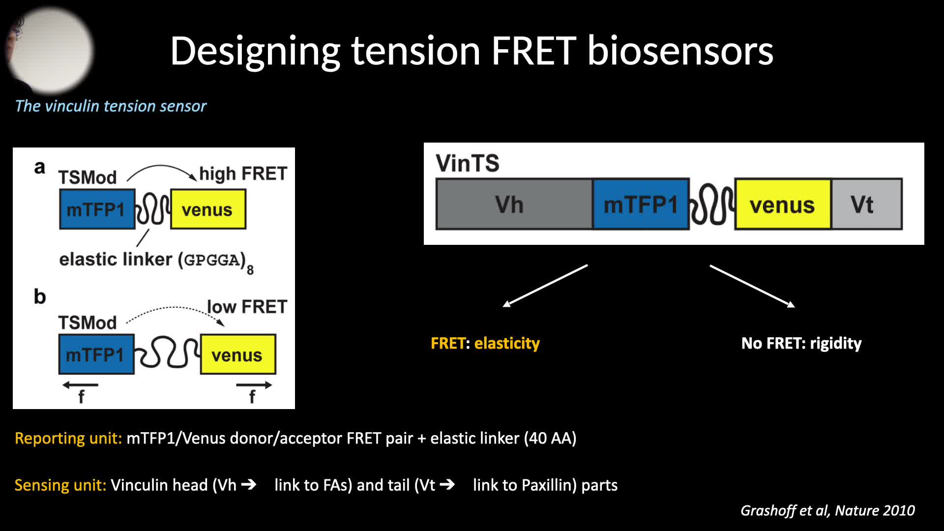 bioadhesion_par_fret_gbertolin.mov