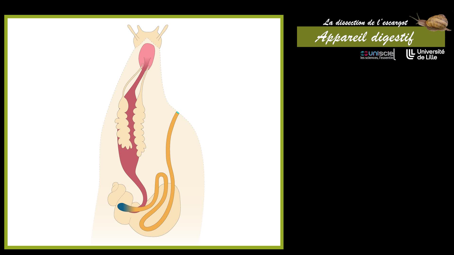 Dissection de l'escargot