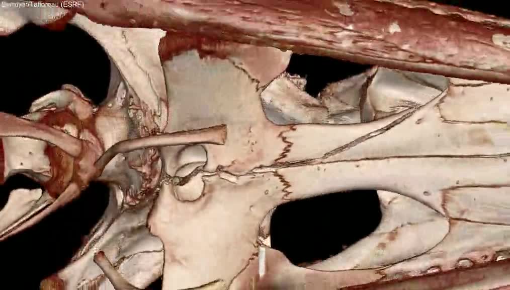 Rendu 3D de la momie de crocodile MHNL 90001591 comprenant différents niveaux de visualisation des couches segmentées (textiles, matériau de remodelage, cuir, parties molles, organes et squelette)
