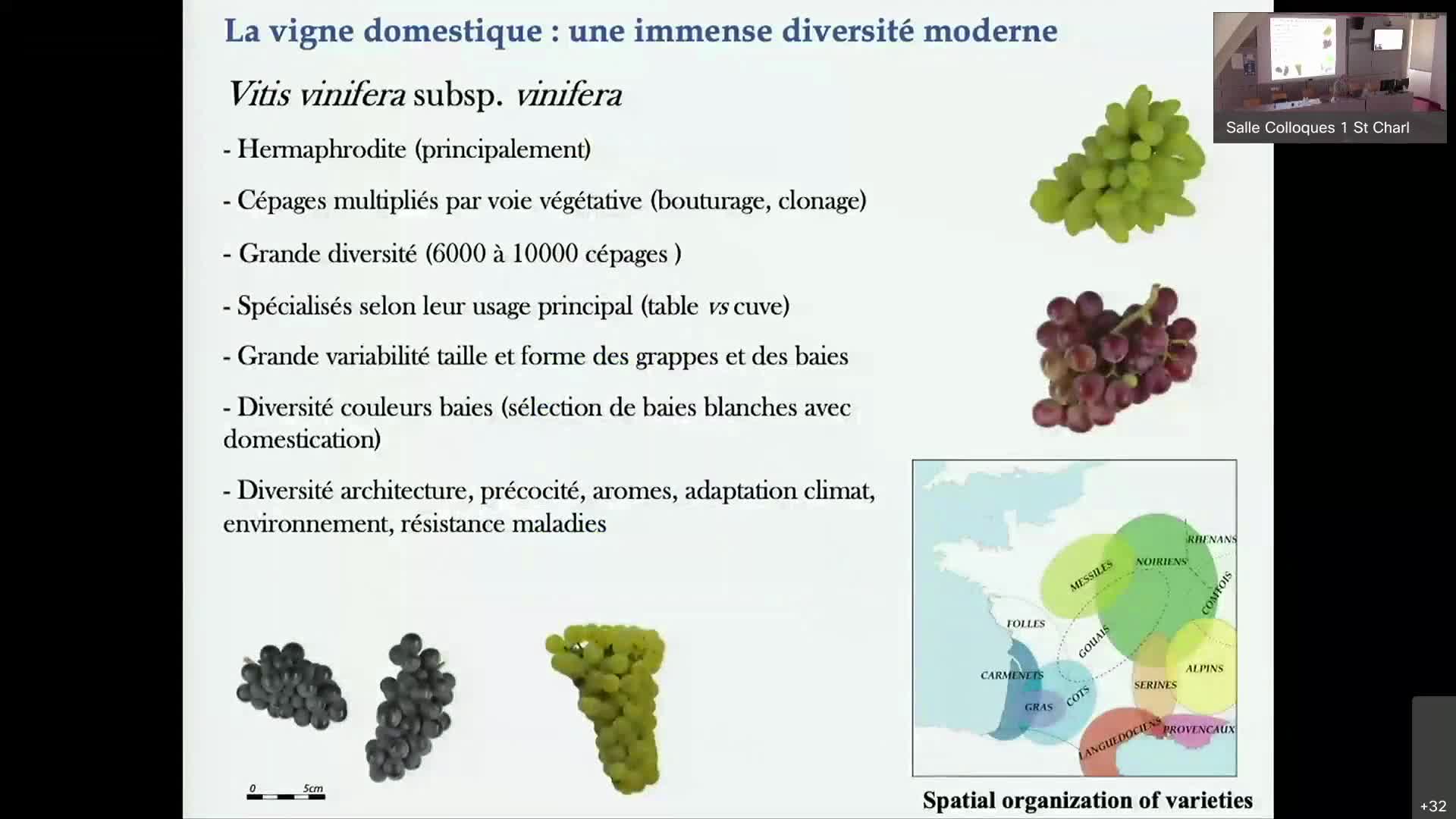 Les vignes romaines : approches morphométrique et archéogénomique