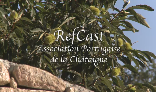 19. Refcast : l'Association portugaise de la châtaigne