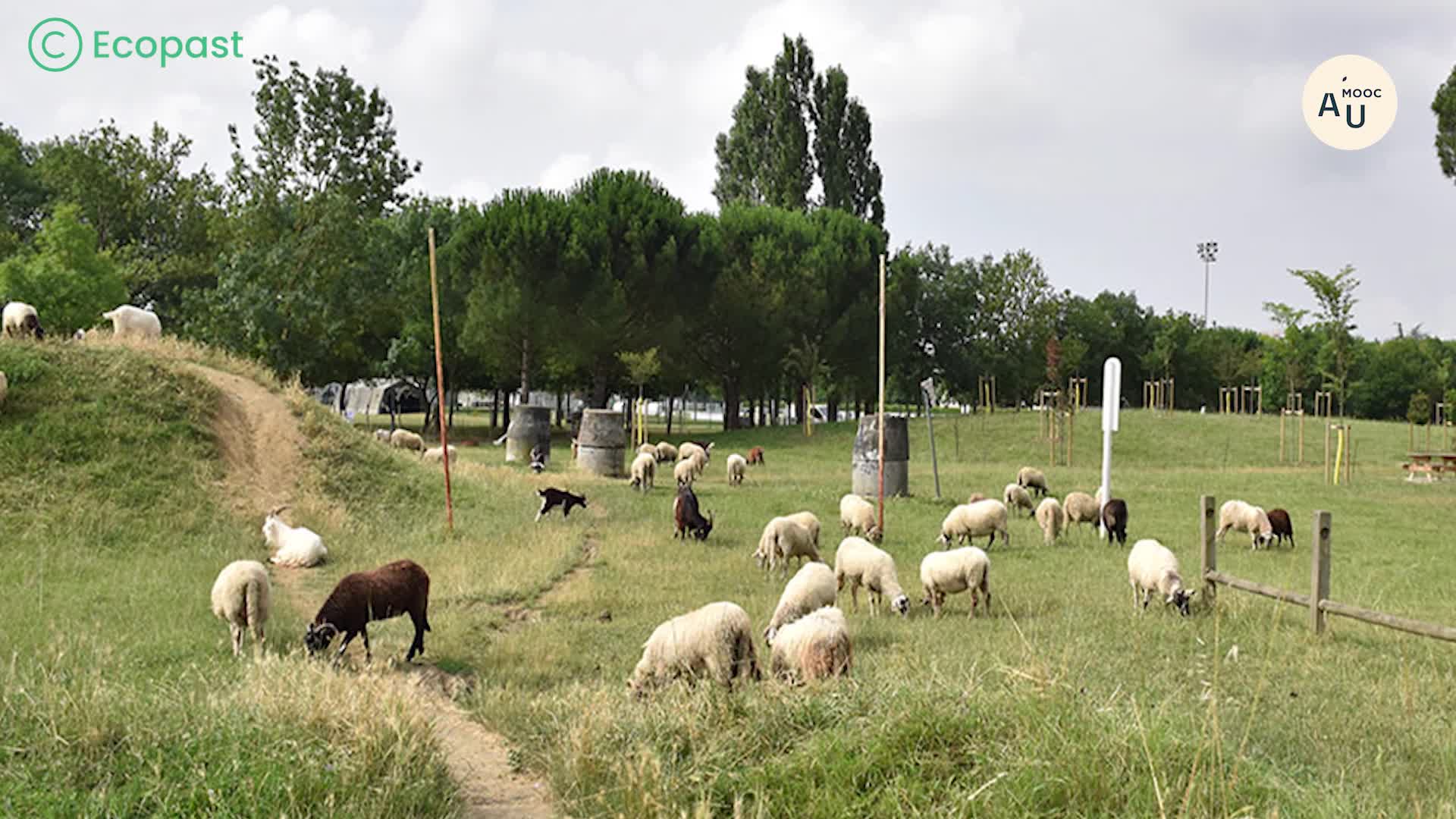 Troupeaux en ville (moutons,chèvres…) : Définition et typologies