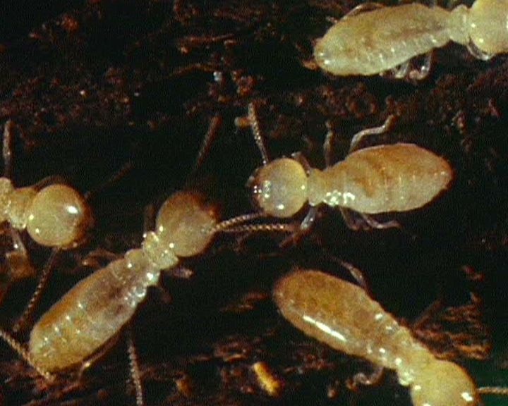 Agression et génétique chez un termite européen - Ouverture et fermeture des sociétés de Reticulitermes lucifugus