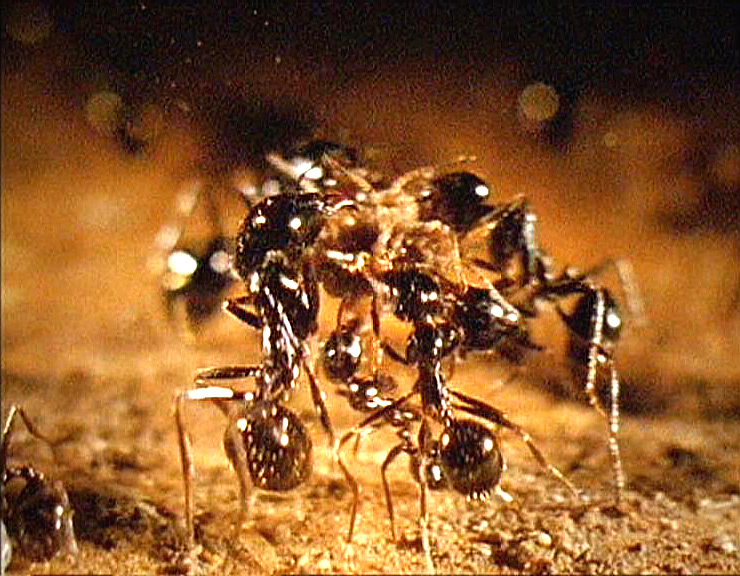 Alimentation granivore de la fourmi Messor capitatus