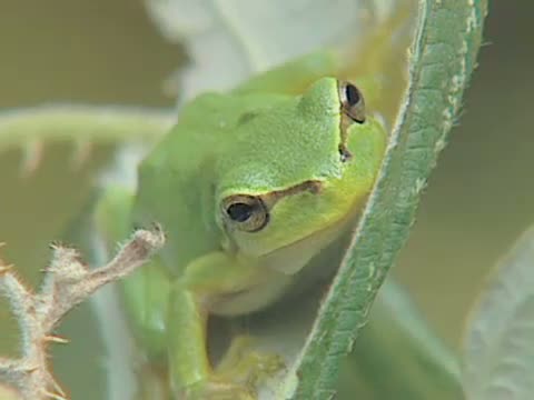 Amphibians / 2. The acrobatic frog