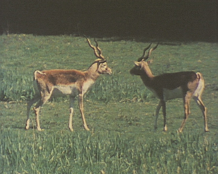 Antilope cervicapre - Cycle comportemental du mâle