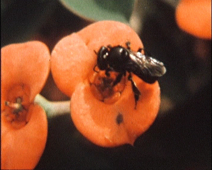 Apotrigona nebulata - An African social bee