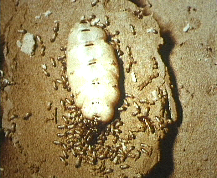 Biologie du termite du Natal (Bellicositermes natalensis)