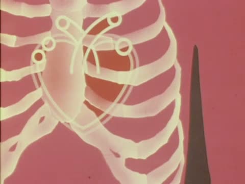 Cœur et vaisseaux - Images des sons cardiaques - 2