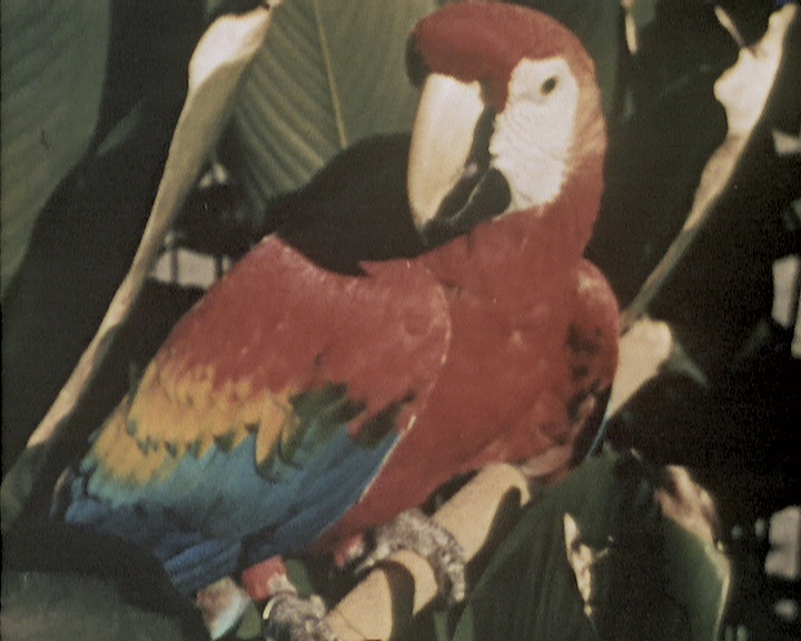 Coloration des oiseaux tropicaux