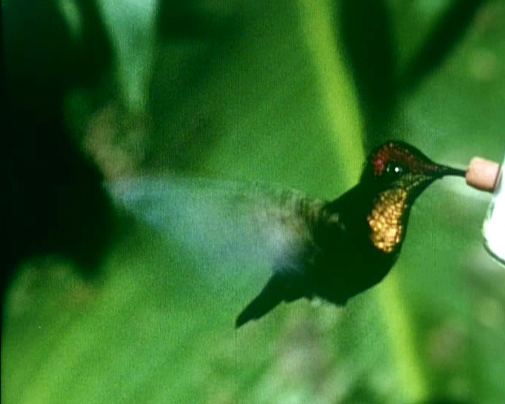 Couleurs interférentielles des colibris