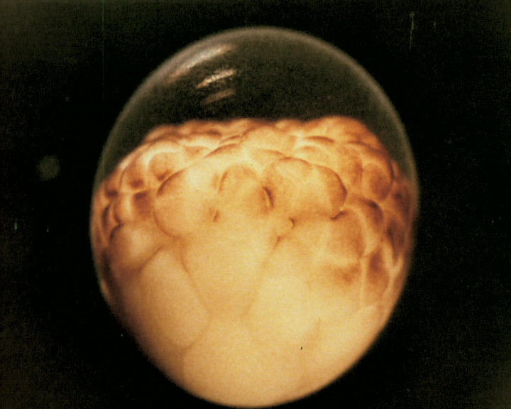 Embryogenèse du triton alpestre (Salamandridae)
(Tritus alpestris (Salamandridae)_Embryonalentwicklung)