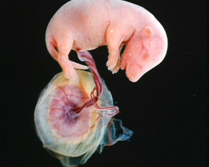 Développement foetal du rat
