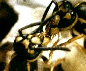 Etude comparative des communications antennaires chez l'abeille domestique et les guêpes sociales