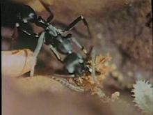 Evolution sociale chez deux fourmis mexicaines