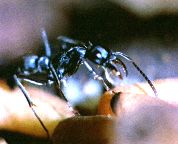 La Fermeture des sociétés chez les fourmis primitives