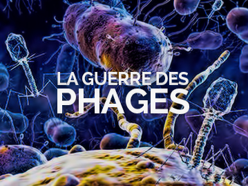 La guerre des phages