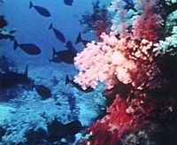 La Sédimentation récifale / 1. Récifs vivants du Pacifique Sud