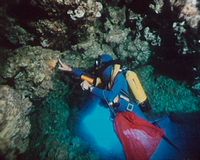 La Vie dans les grottes sous-marines de Méditerranée