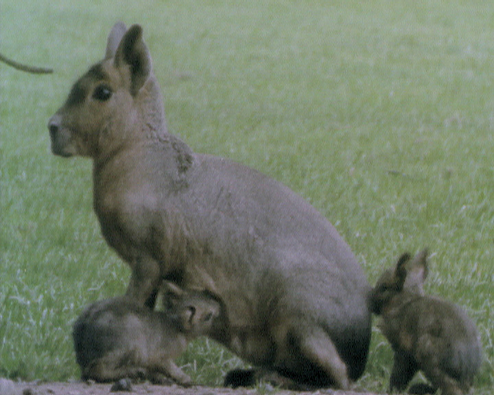 Le Mara ou lièvre des pampas (Dolichotis patagonum) - Comportement social