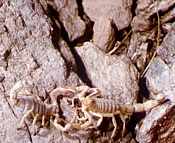 Le Scorpion languedocien - Buthus occitanus (Am.)
