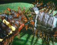 Les Limacodides - Lépidoptères ravageurs du palmier à huile et du cocotier