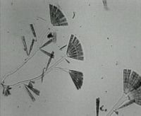 Locomotion des diatomées
