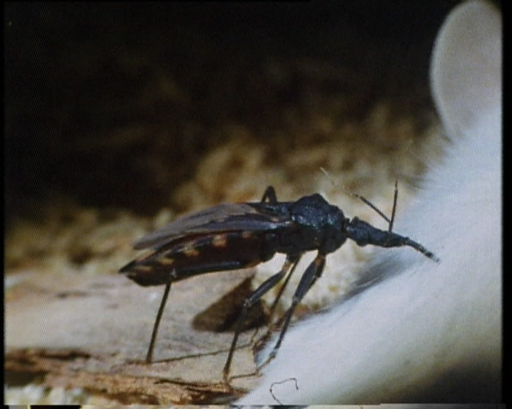 Lucha microbiológica en la enfermedad de Chagas - Hyphomycetos contra el vector