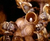 Rituel de ponte chez une abeille sociale mexicaine (Melipona beecheii)