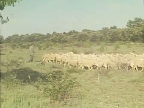 Transhumance des moutons dans les Cévennes méridionales