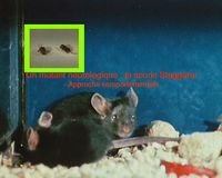 Un mutant neurologique : la souris Staggerer - Approche comportementale
