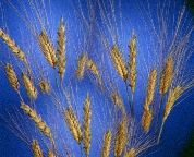 Utilisation de l'androgenèse pour la sélection des blés