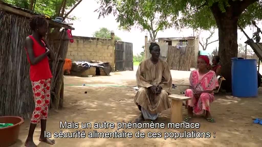 L’agroforesterie à la rescousse des cultures au Sahel
