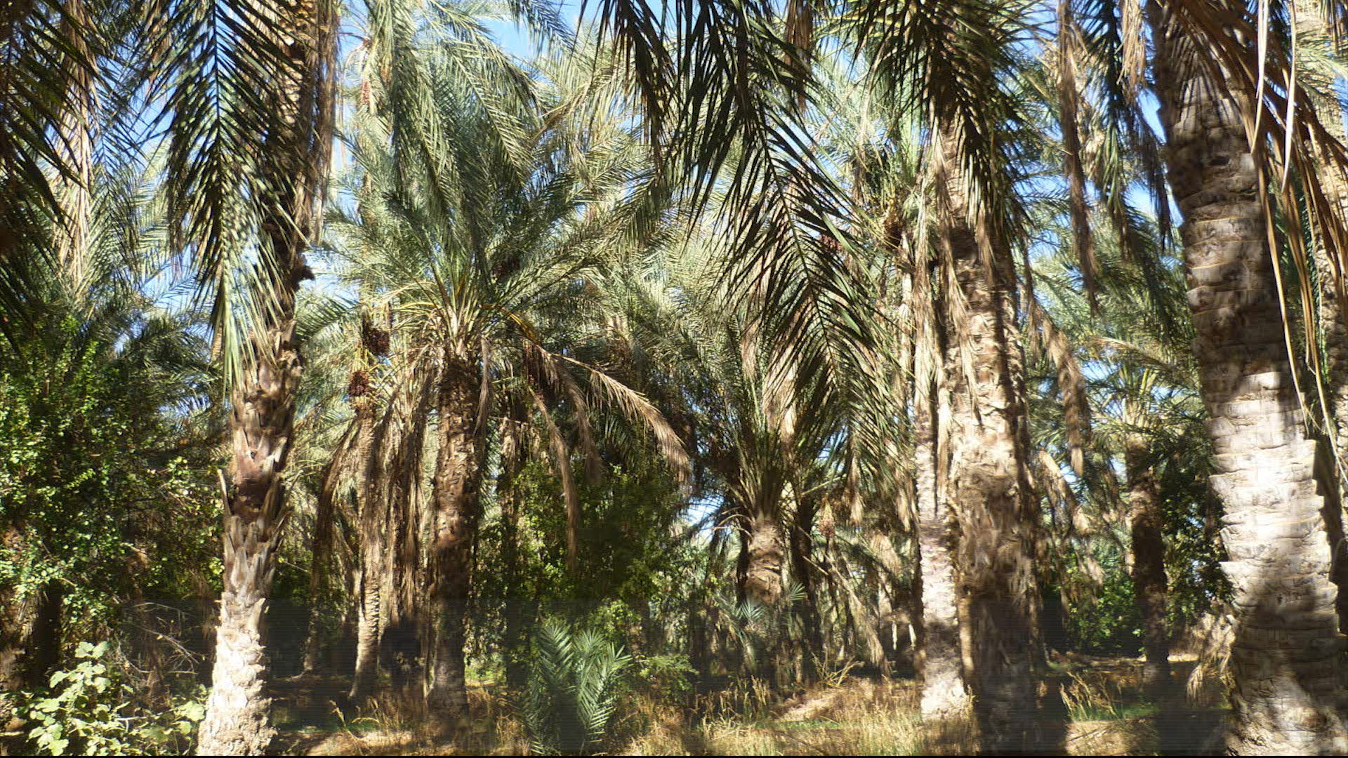 La Palmeraie / The Palm Grove 
(A. Boukhallat, Beldet Amor (Touggourt, Algérie))