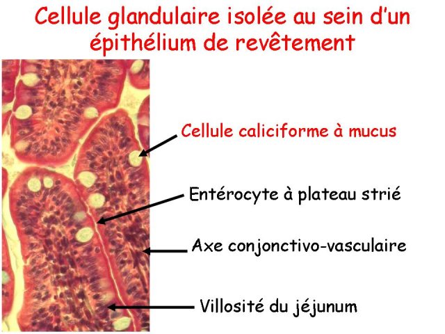 Les épithéliums glandulaires