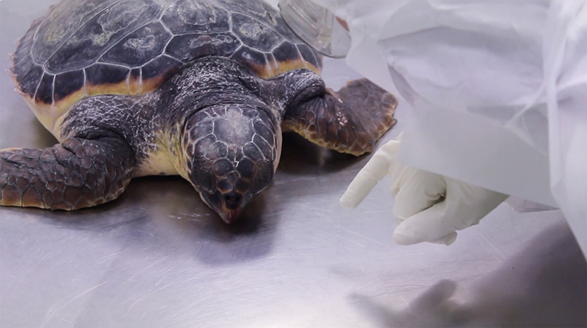 Examen externe et interne d’une tortue caouanne Caretta caretta (film tutoriel)