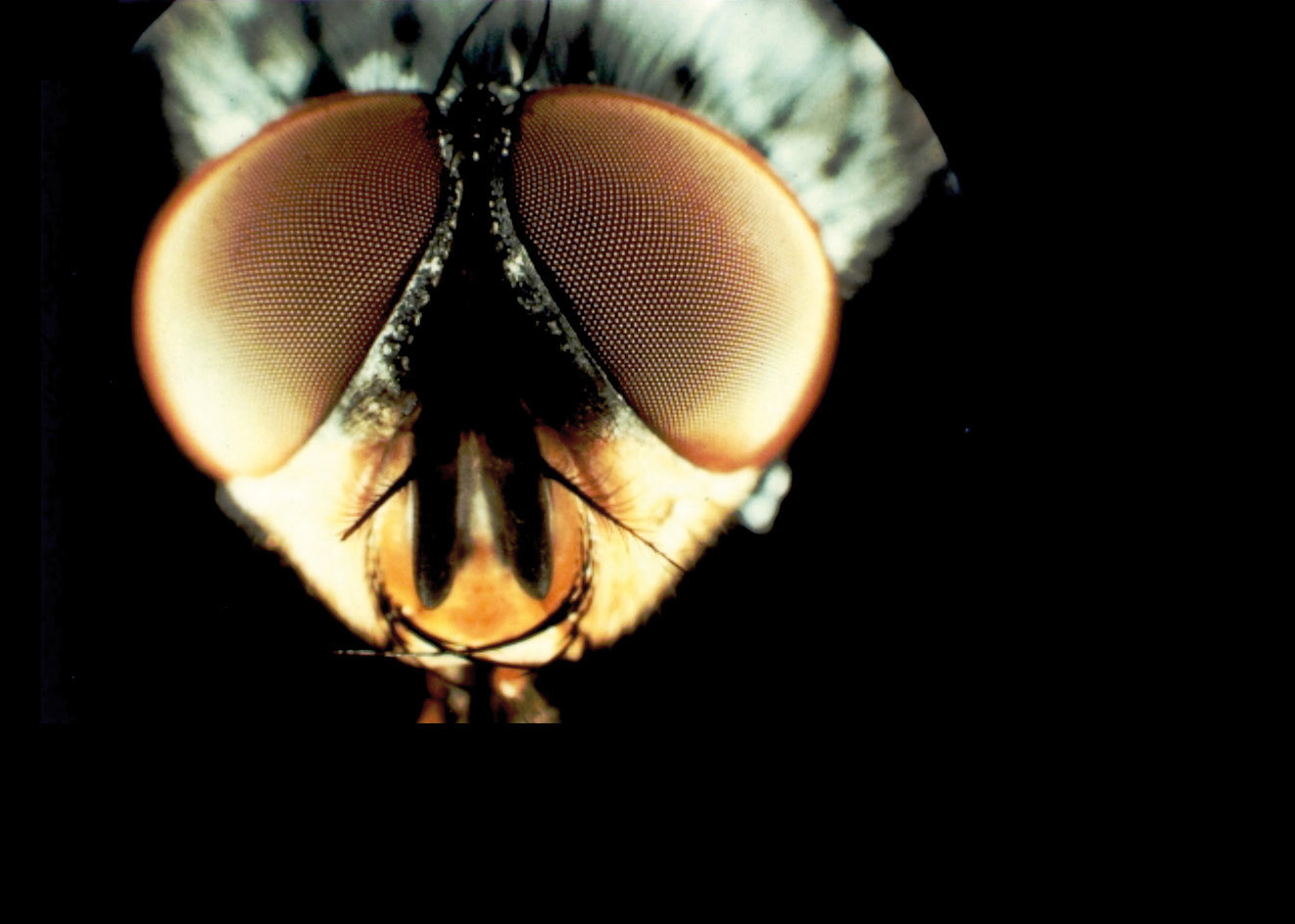 La biorobotique : de la mouche au robot et vice versa