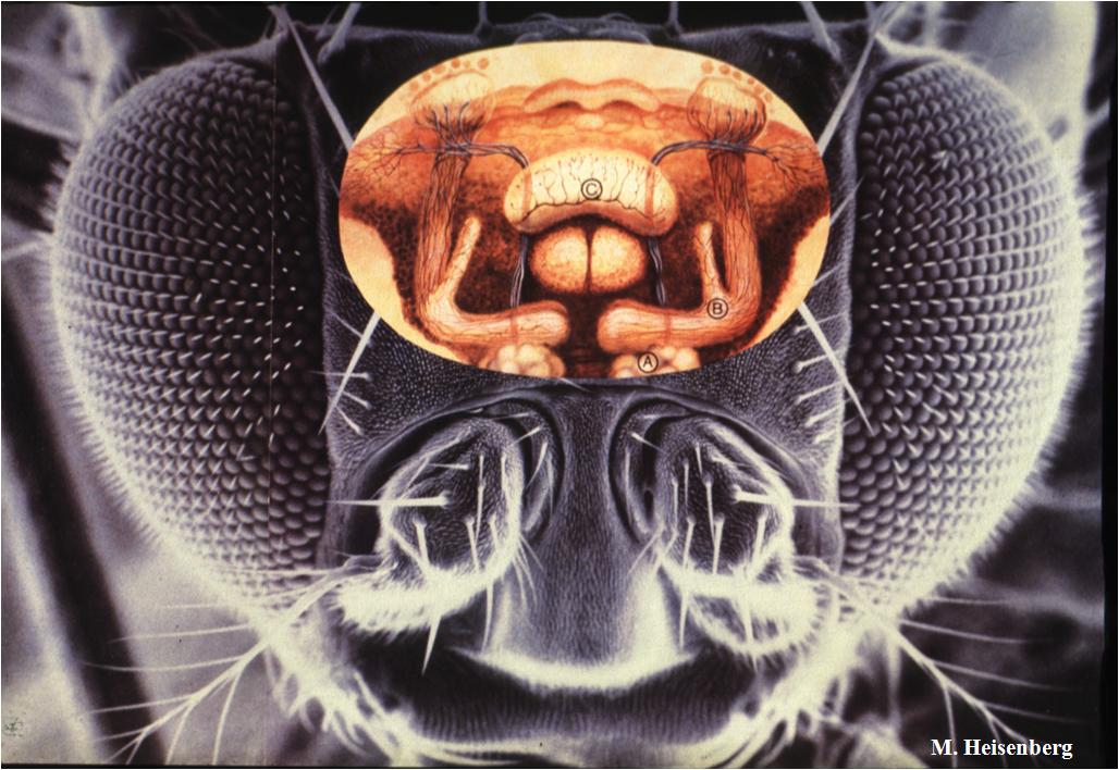 Quand la mouche fait des maths : les bases neurales de la trajectoire d’une drosophile