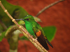Biodiversidad en Costa Rica : la preservación del medio ambiente en Monteverde