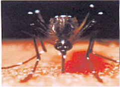 Transmission du paludisme
