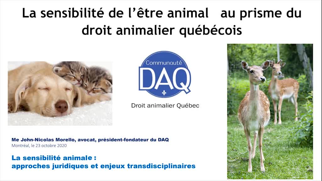 La sensibilité de l’être animal à travers le prisme du droit animalier québécois