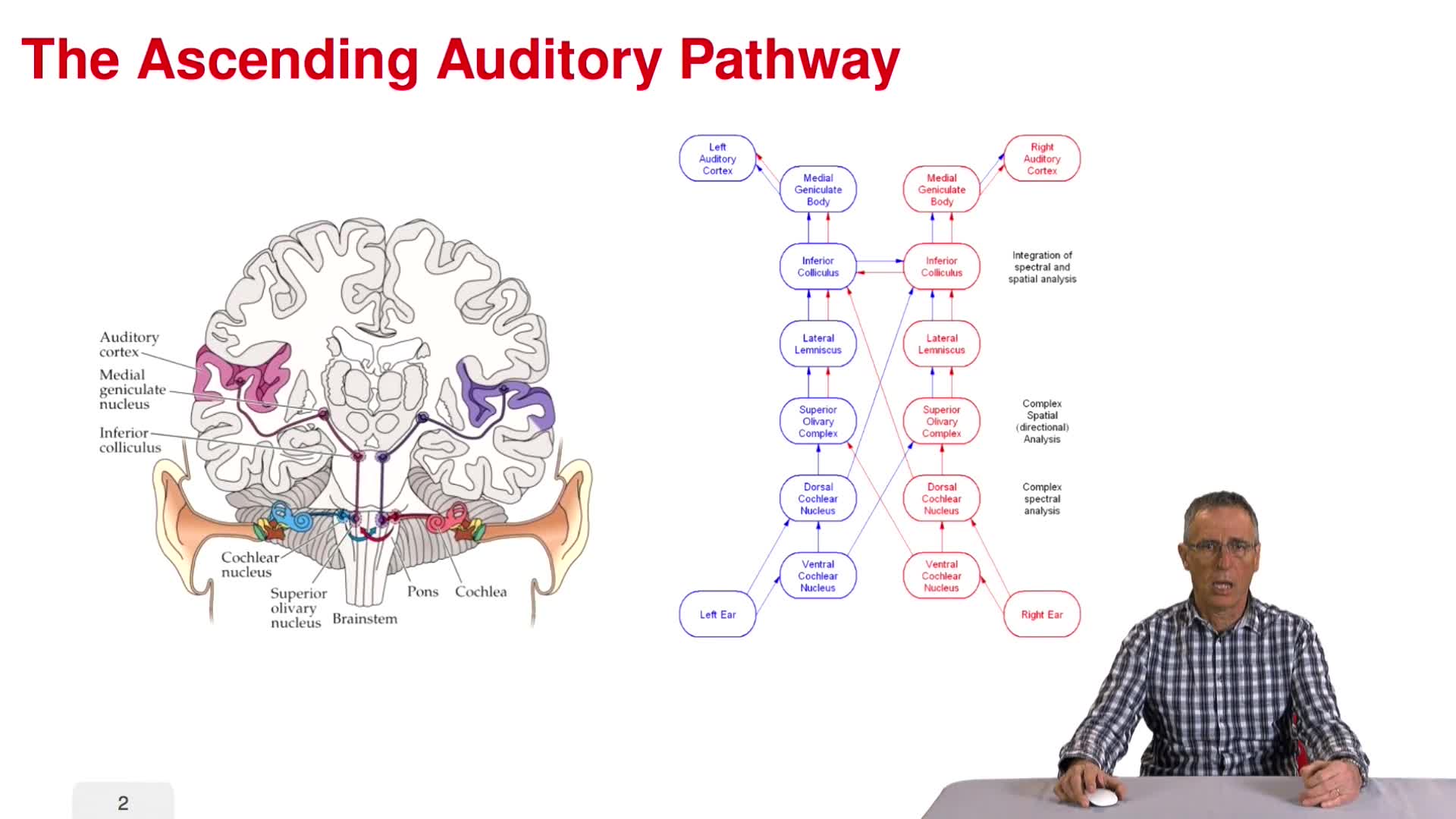 Audio processing in the midbrain
