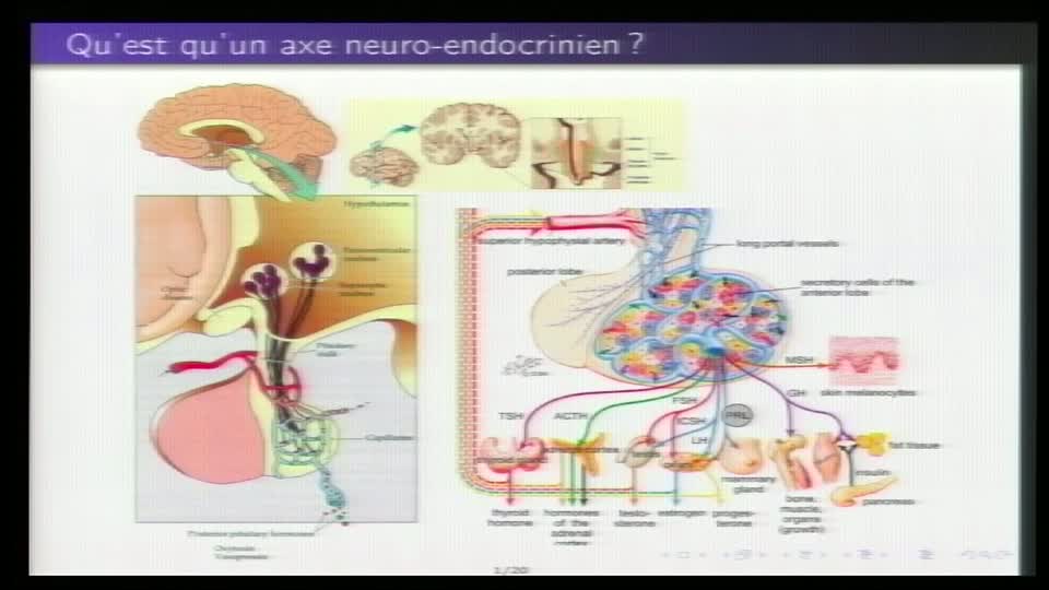 Quelques questions biomathématiques soulevées par les axes neuro-endocriniens