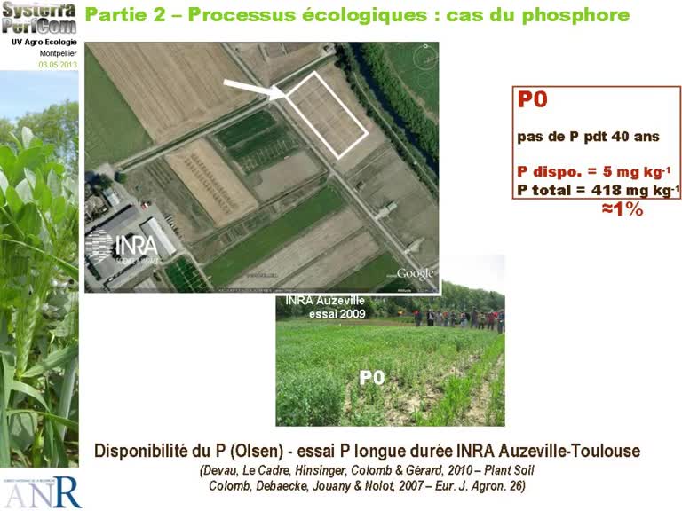 Processus écologiques impliqués dans ces performances : cas du phosphore