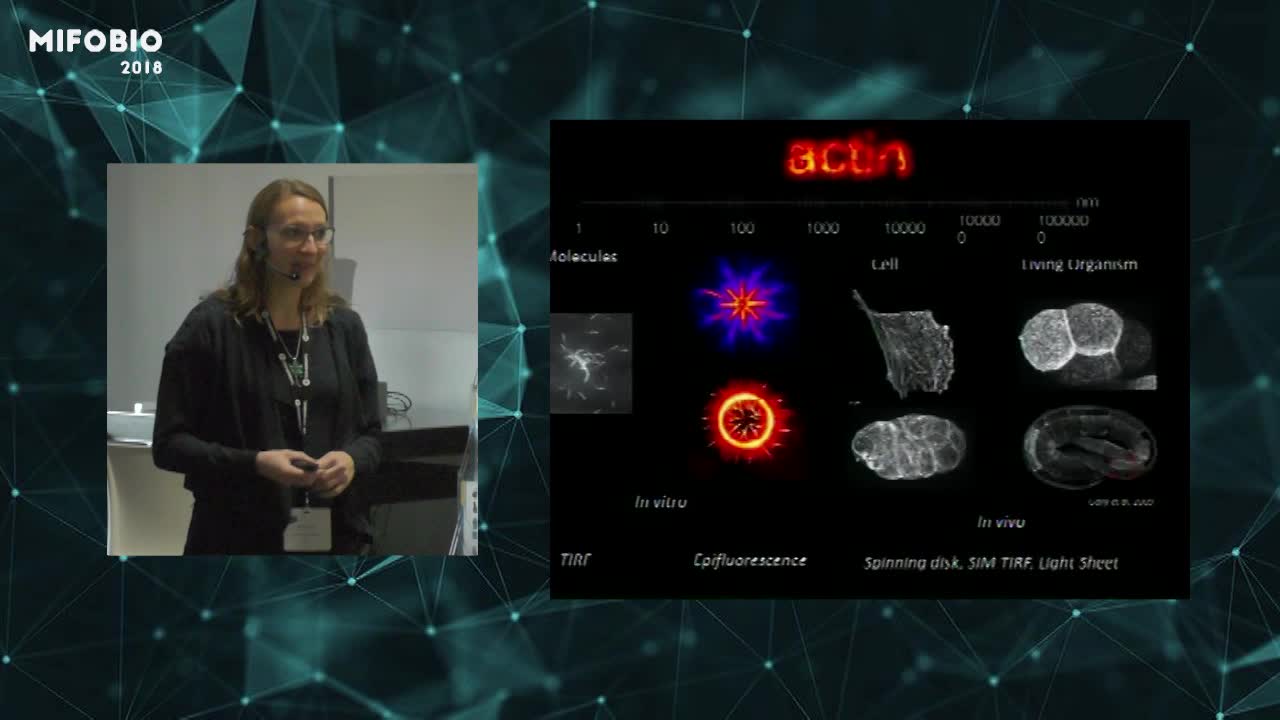 Cortical flow aligns actin filaments to form a furrow - Anne-Cécile Reymann